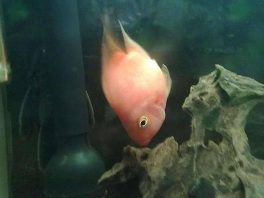 雷龍魚幾個月性成熟（雷龍魚長多大可以生小魚）