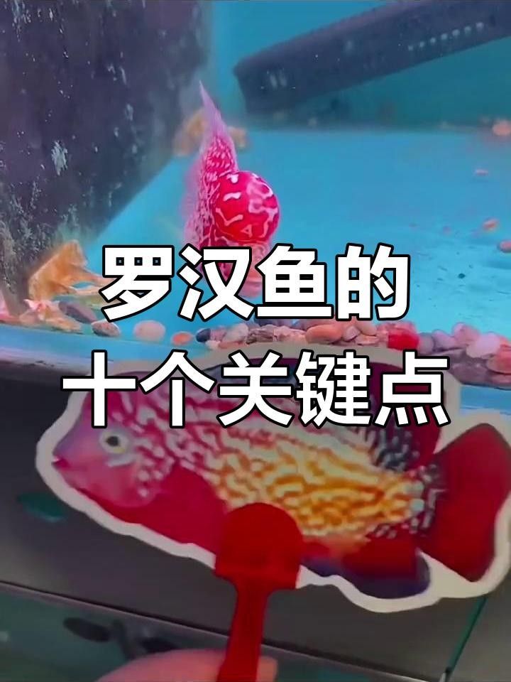 養羅漢魚的10大忌