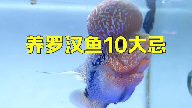 養羅漢魚的10大忌