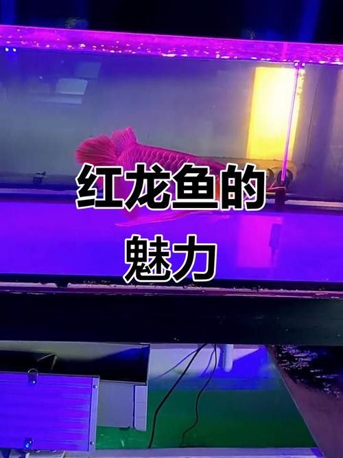 永城紅龍魚多少錢一斤