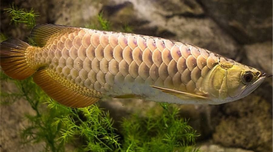榕江龍魚需要多大的飼養空間，如何為榕江龍魚選擇合適的魚缸？