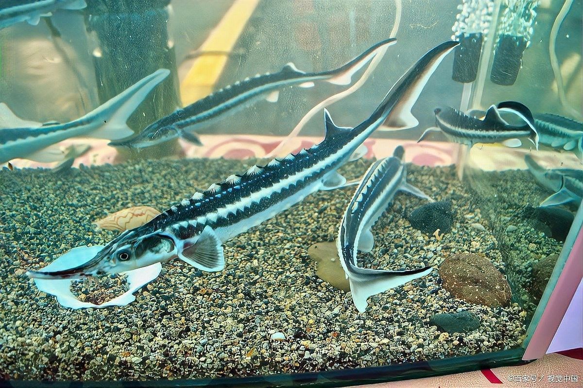 三角恐龍魚喜歡吃什么水草
