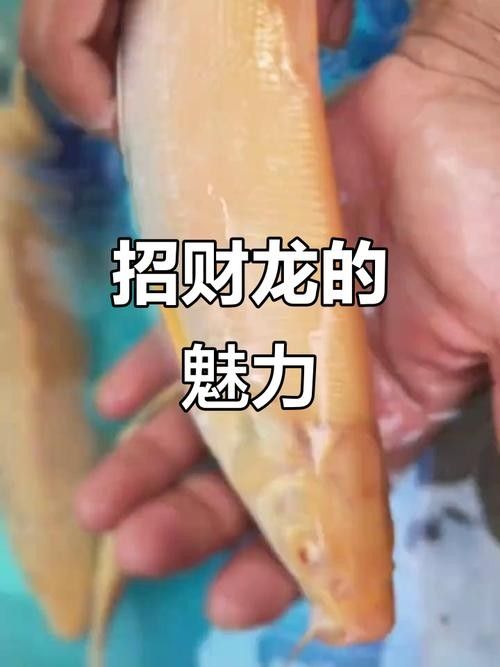 招財龍魚圖片高清圖片