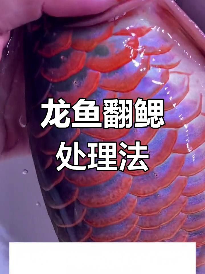 魚鰓外翻怎么治