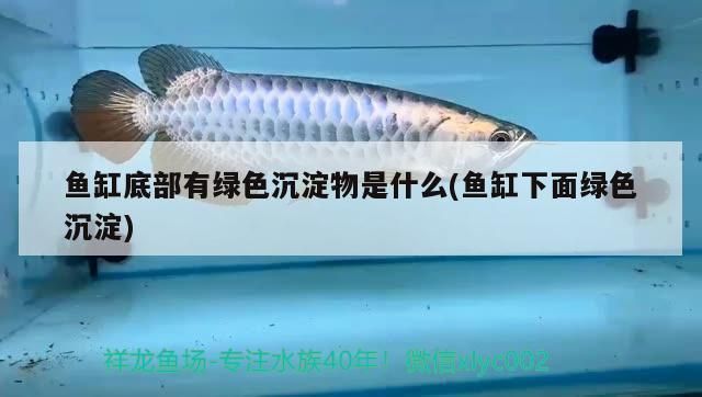 紅龍魚疾病治療方案（紅龍魚疾病治療方案最新）