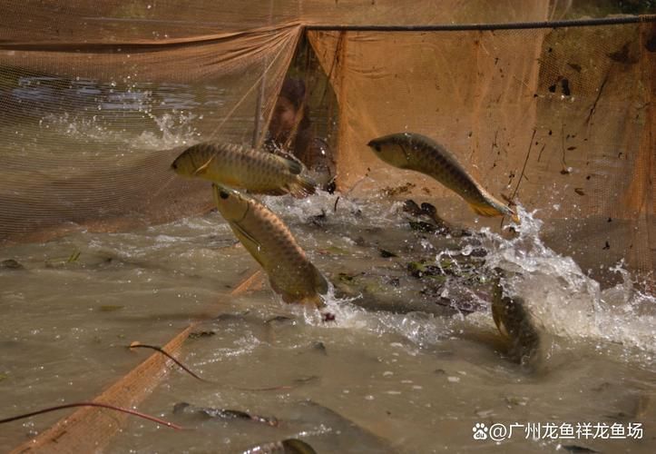 鄭州觀賞魚(yú)批發(fā)市場(chǎng)