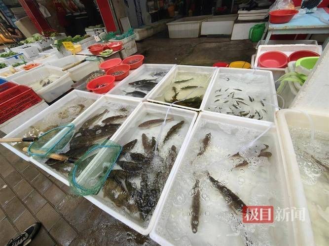 安慶觀賞魚批發市場