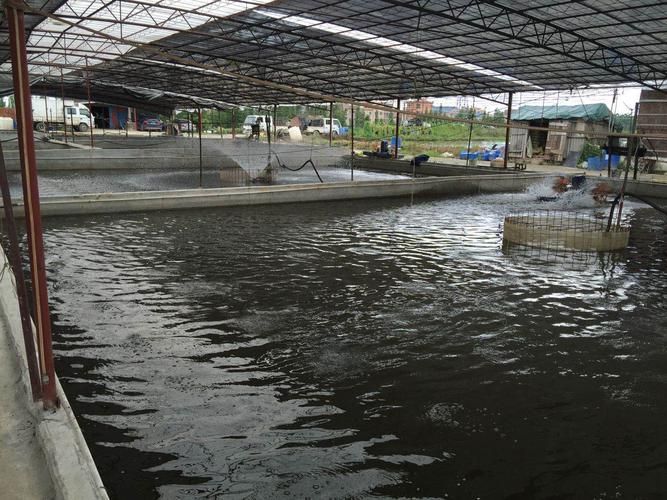 六安觀賞魚批發市場