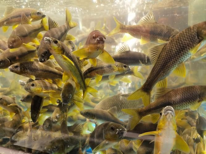六安觀賞魚批發市場