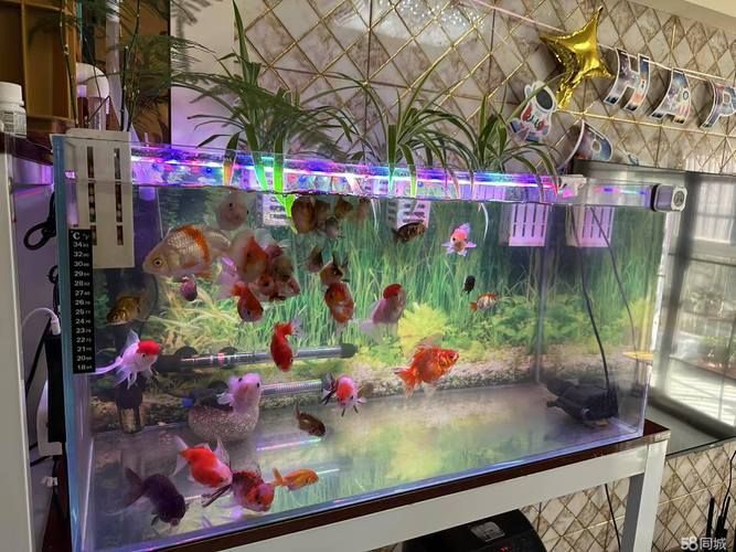 滁州魚缸批發市場