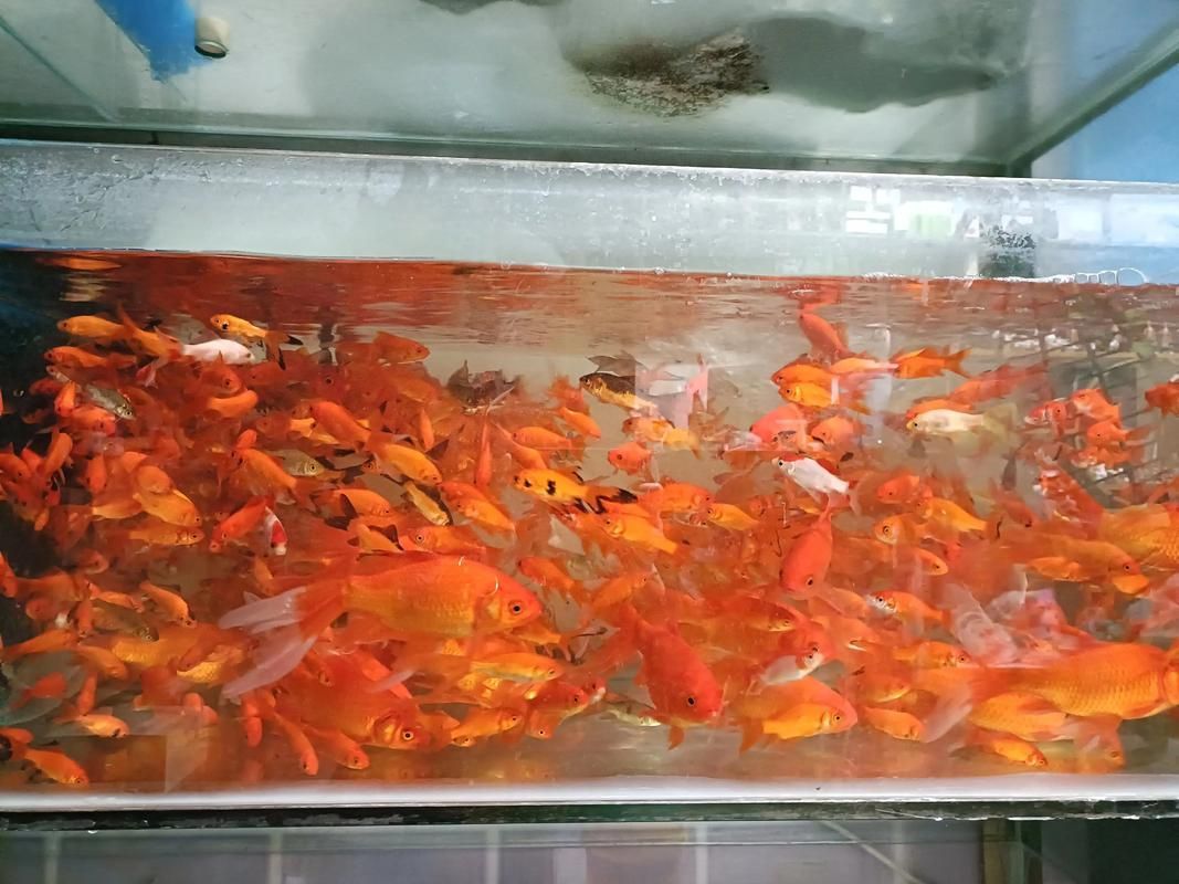 贛州觀賞魚批發(fā)市場