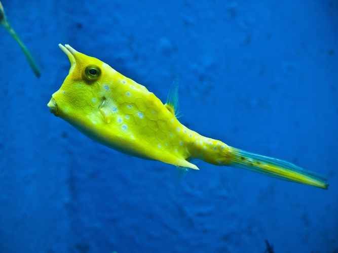 揚州龍魚批發市場
