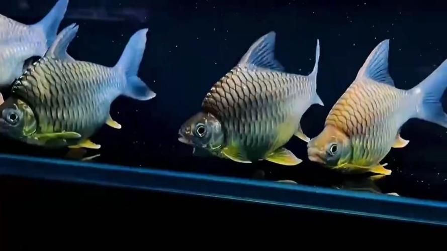 揚州龍魚批發市場