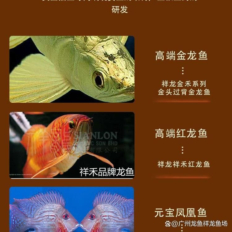 揚州龍魚批發市場