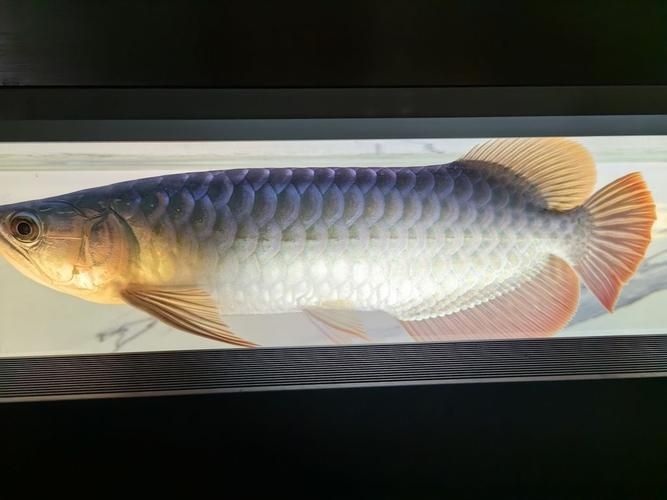 邵陽龍魚批發市場 邵陽龍魚批發市場 vs祥龍魚場 第25張