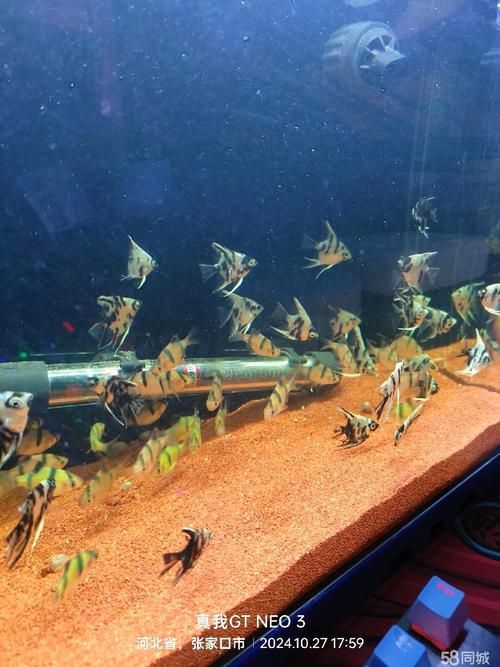 張家口觀賞魚批發(fā)市場