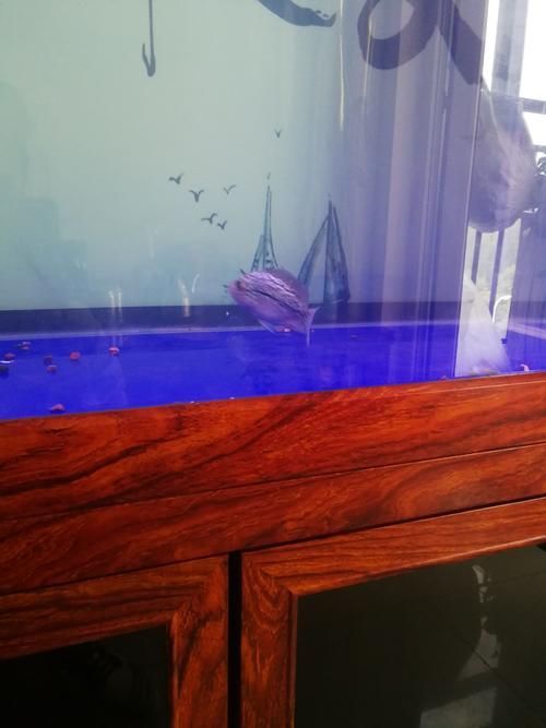 張家口觀賞魚批發(fā)市場