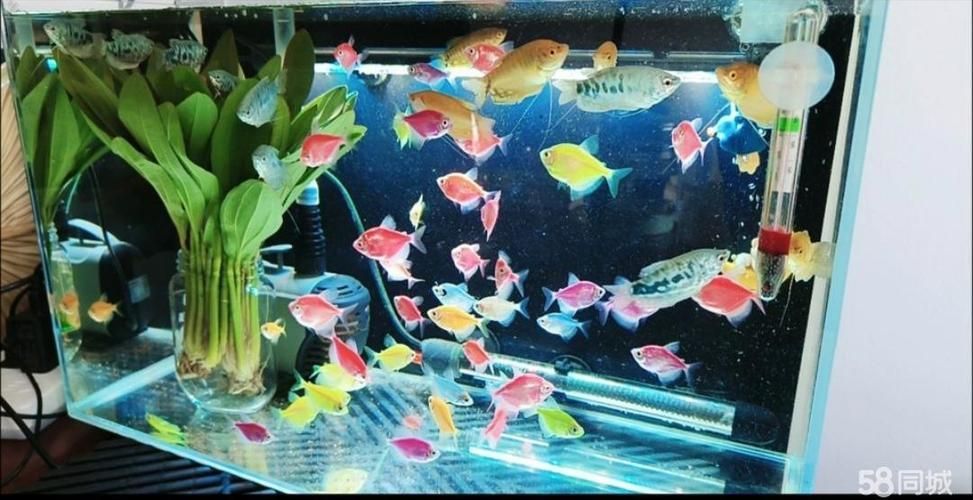 張家口觀賞魚批發(fā)市場