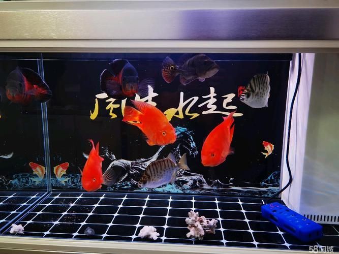 張家口觀賞魚批發(fā)市場