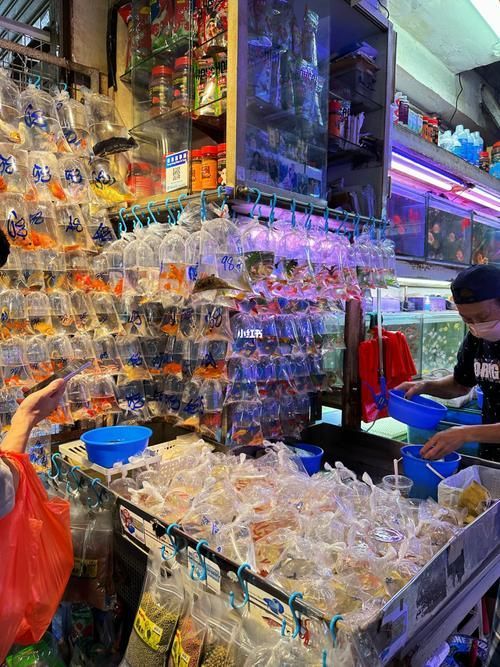 香港魚缸批發(fā)市場