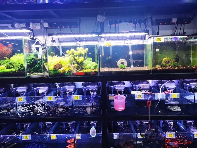 青龍魚和銀龍魚哪個更好，，如何區(qū)分青龍魚和銀龍魚