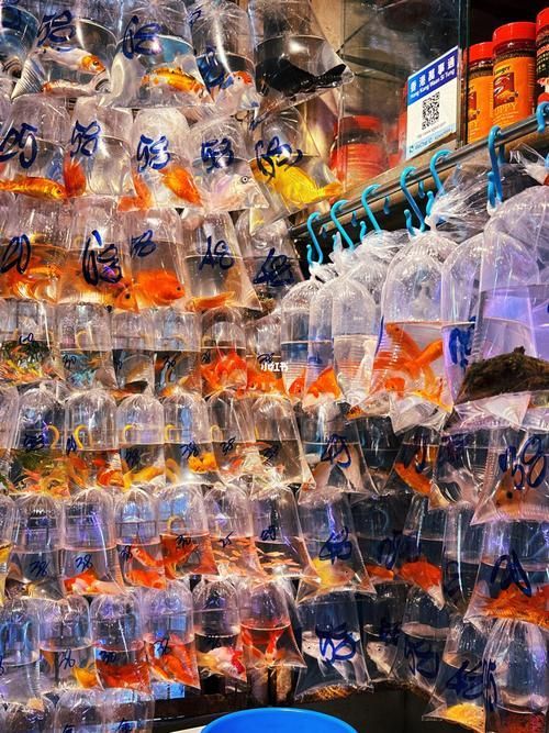 香港魚缸批發(fā)市場