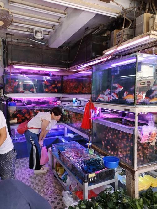 香港魚缸批發(fā)市場
