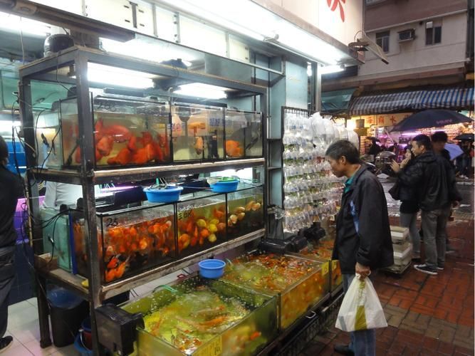 香港魚缸批發(fā)市場