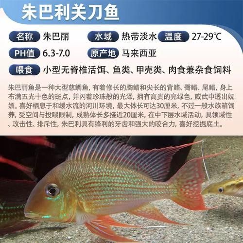白子關(guān)刀魚屬于什么檔次