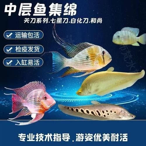 白子關(guān)刀魚屬于什么檔次