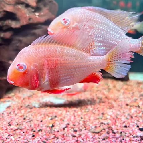 白子關刀魚屬于什么檔次