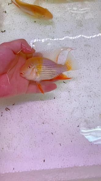白子關(guān)刀魚屬于什么檔次