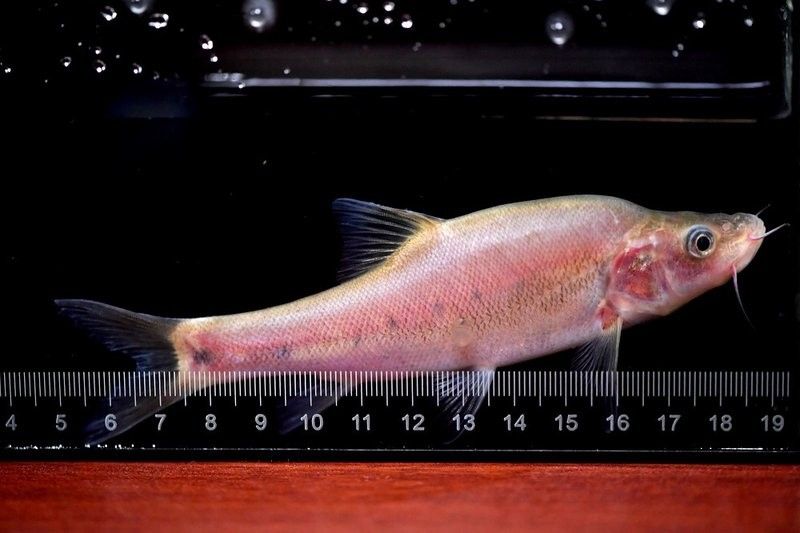廣西二級保護魚類