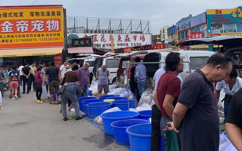 天津觀賞魚批發市場