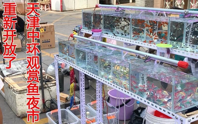 天津觀賞魚批發市場 天津觀賞魚批發市場 vs祥龍魚場 第4張