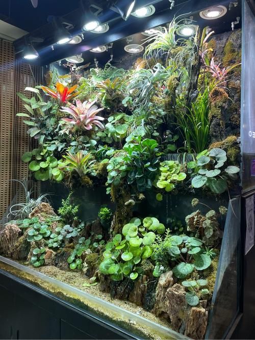 昆明水族批發(fā)市場