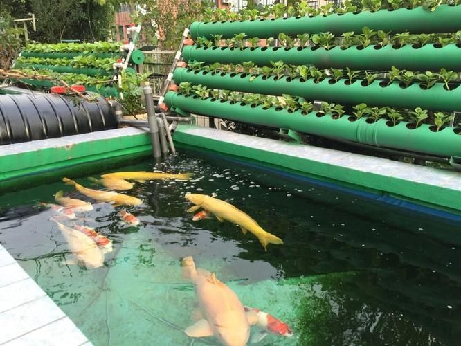 渭南觀賞魚批發市場