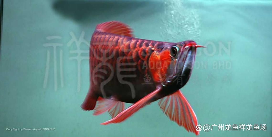 廣州水族批發市場
