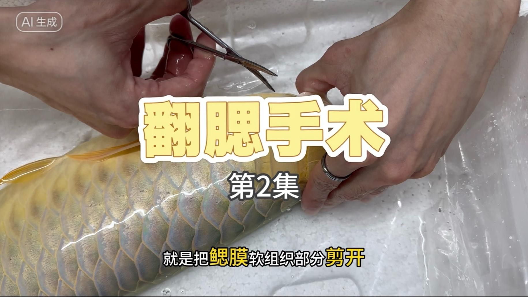 龍魚腮蓋外翻圖片