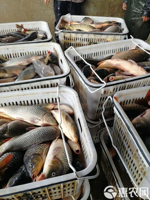 帝龍漁業(yè)的龍魚價格范圍是多少？，帝龍漁業(yè)的龍魚價格跨度可達數(shù)十萬元至數(shù)十萬元不等