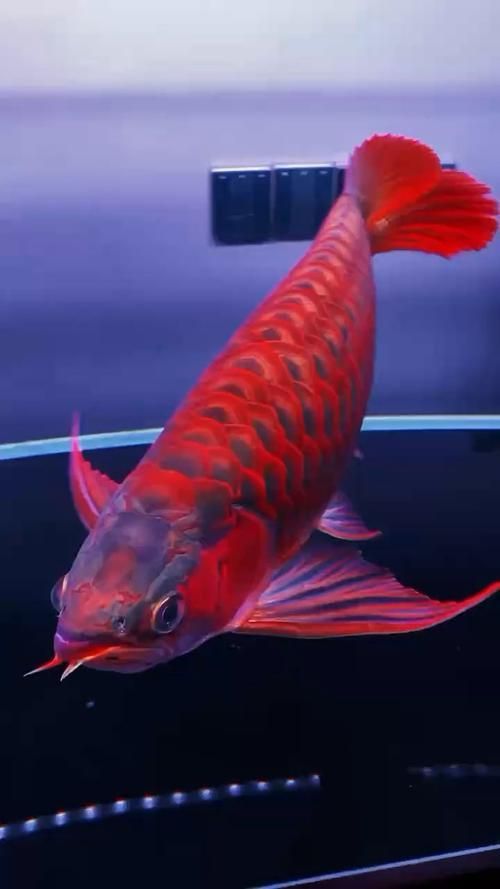 上海觀賞魚批發(fā)市場