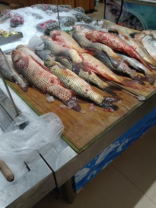 菏澤龍魚批發市場
