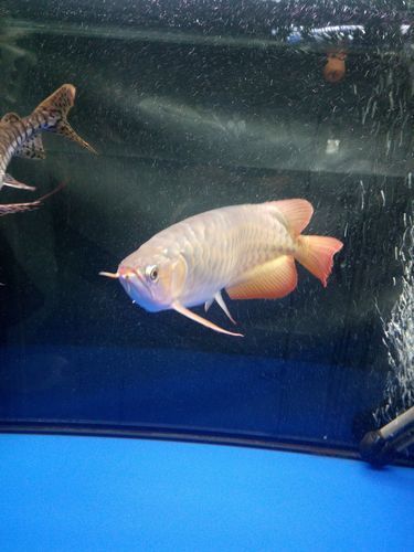 黃岡龍魚批發市場