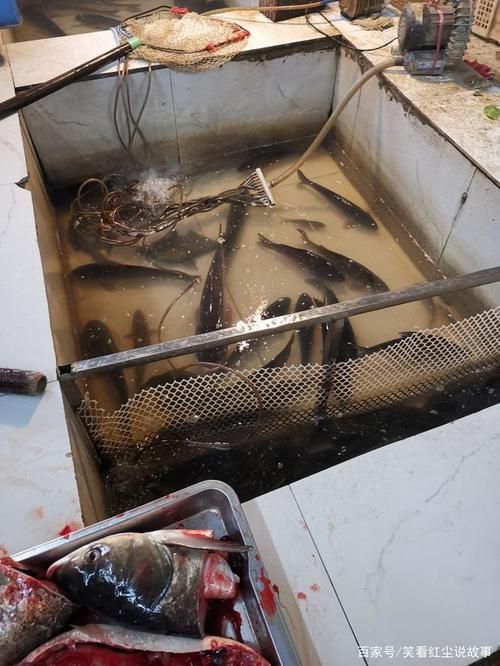 永州觀賞魚批發(fā)市場(chǎng)