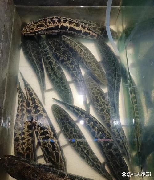 永州觀賞魚批發(fā)市場(chǎng)