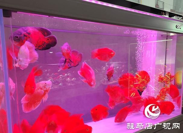臨沂觀賞魚批發(fā)市場(chǎng)