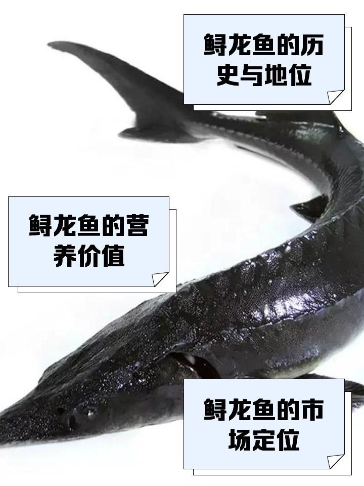 維西龍魚是什么檔次的魚 維西龍魚是什么檔次的魚 觀賞魚百科 第12張