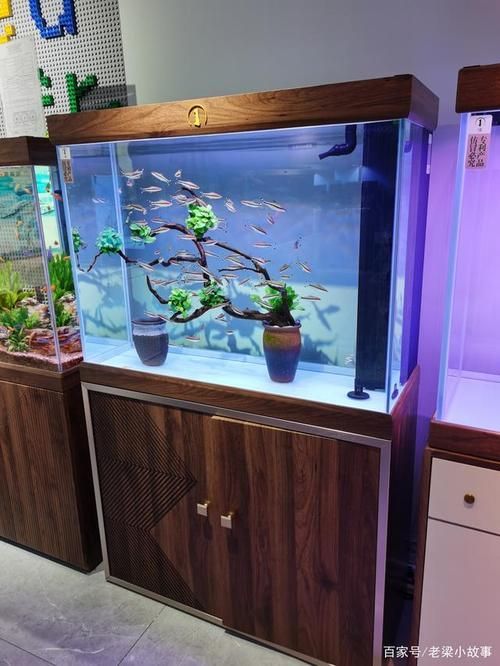 濟南魚缸批發市場 濟南魚缸批發市場 vs祥龍魚場 第2張