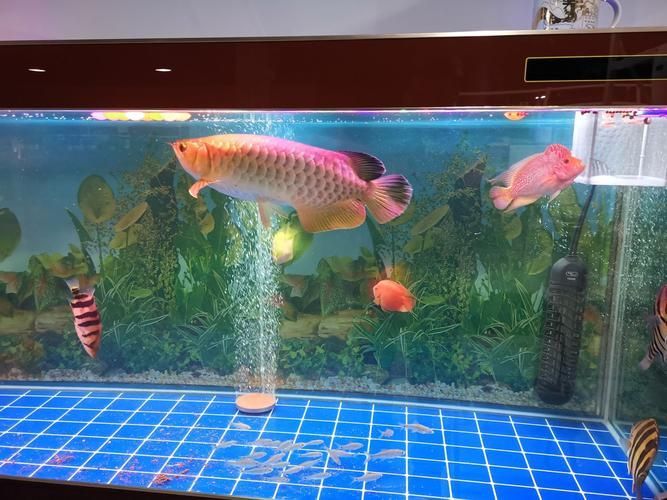 常德觀賞魚批發市場