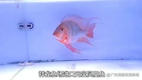 東莞觀賞魚批發市場